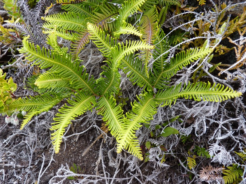 Sticherus lepidotus photo 5