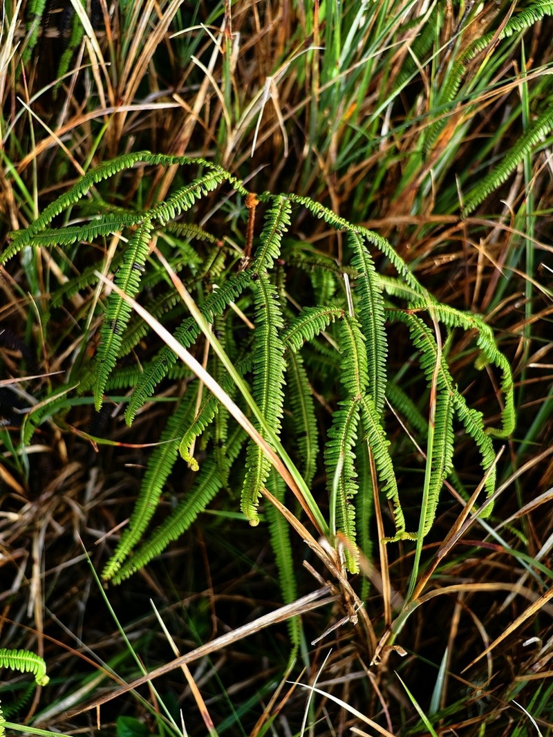 Sticherus loheri