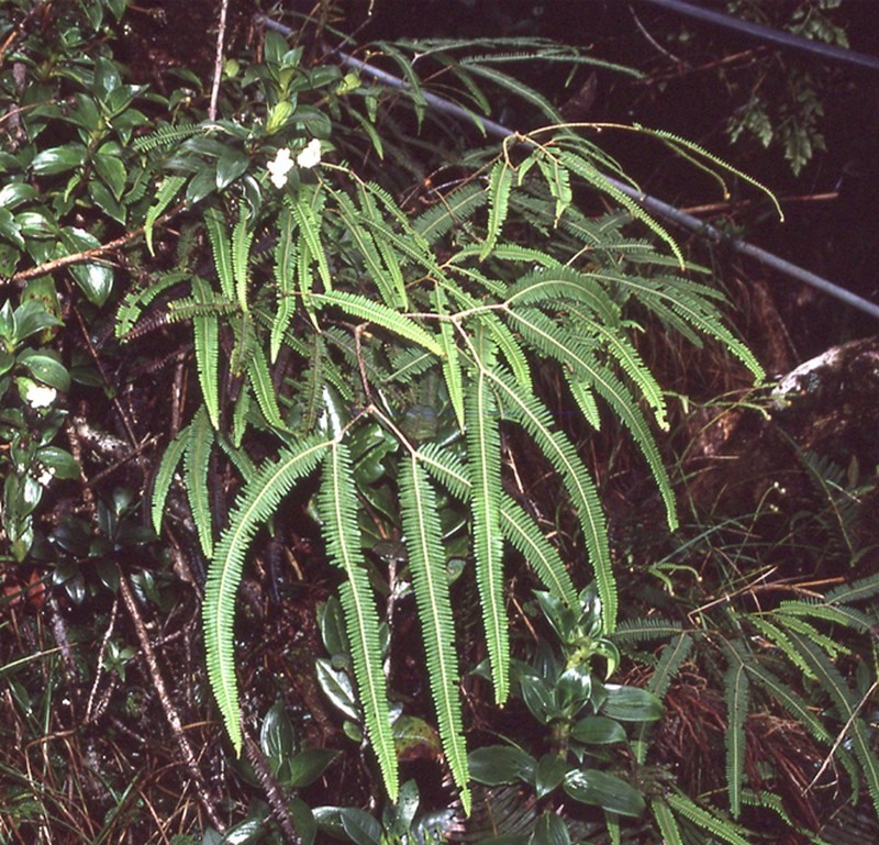 Sticherus loheri photo 3