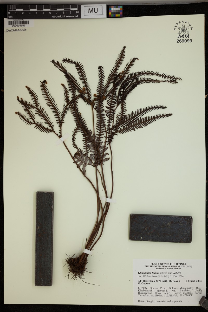 Sticherus loheri photo 5