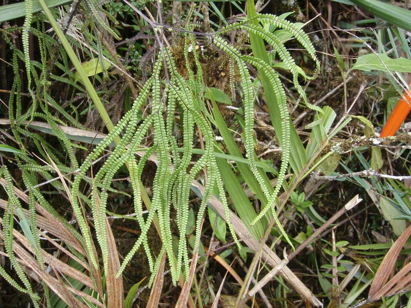 Sticherus nervatus