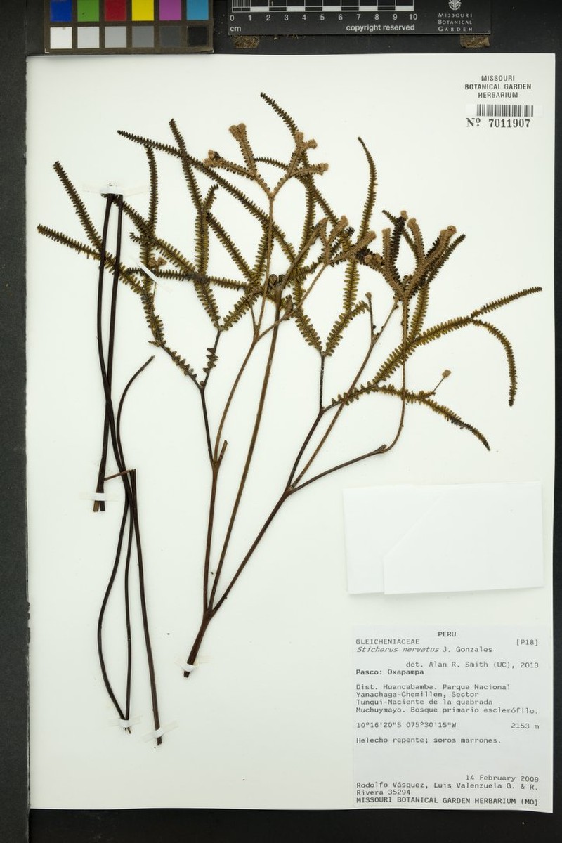 Sticherus nervatus photo 3