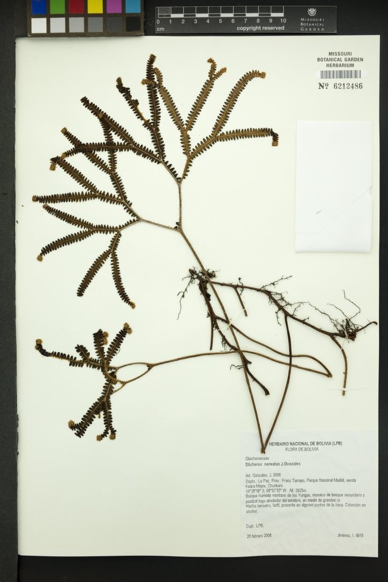 Sticherus nervatus photo 4