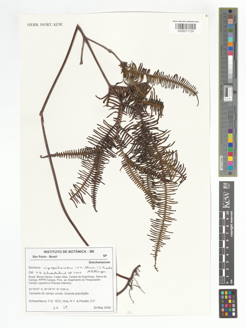 Sticherus nigropaleaceus photo 2
