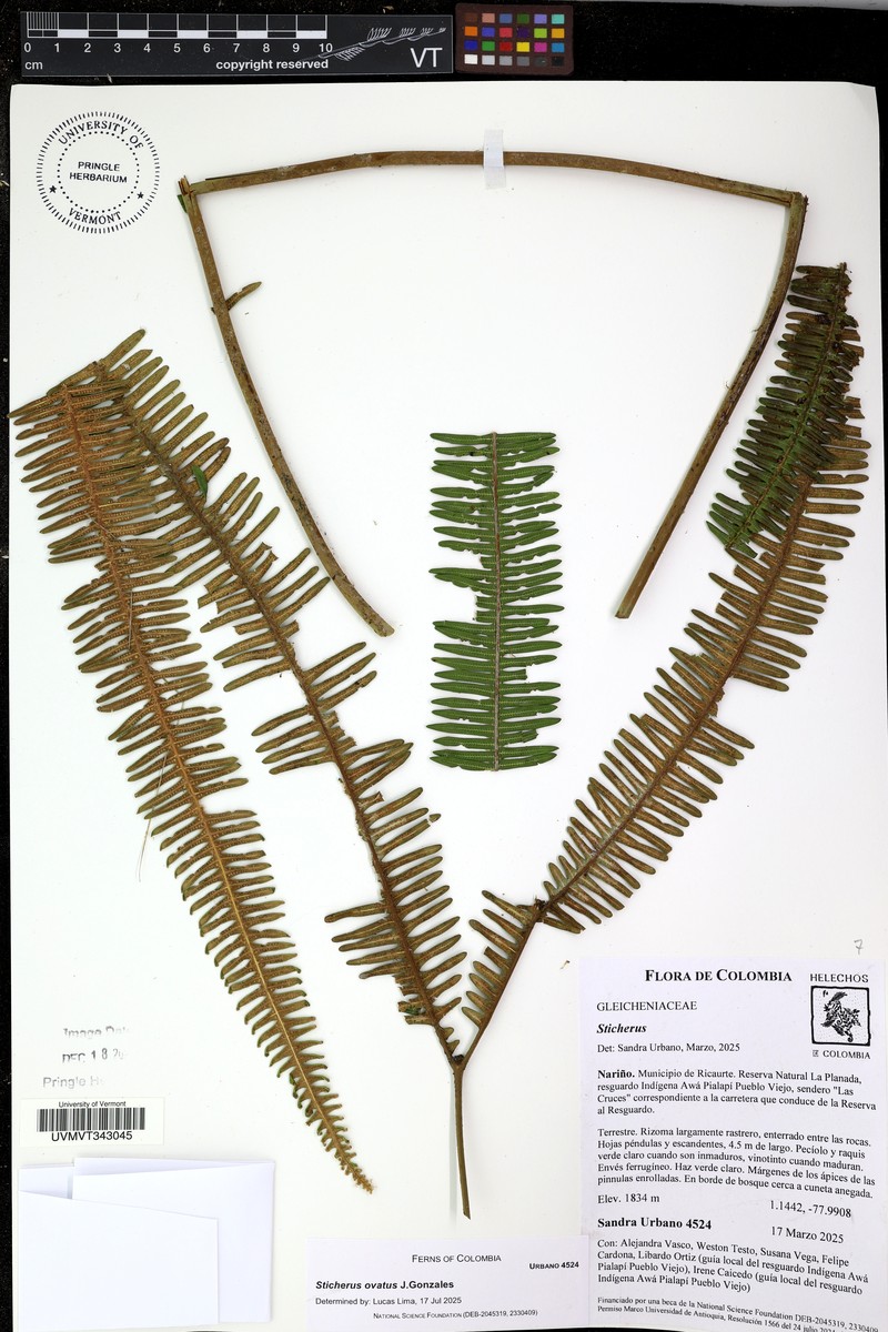 Sticherus ovatus