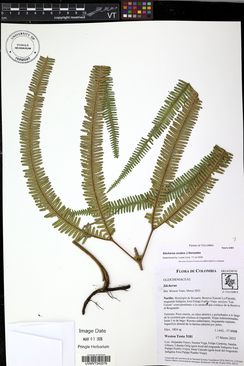 Sticherus ovatus photo 2