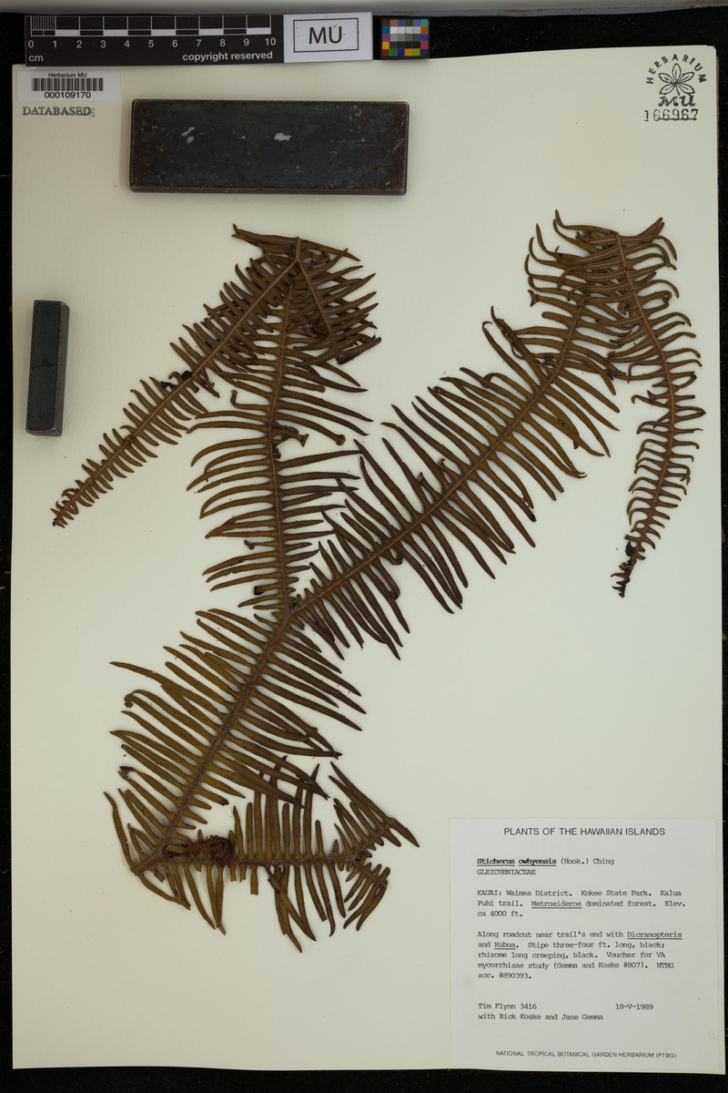 Hawai'I Umbrella Fern
