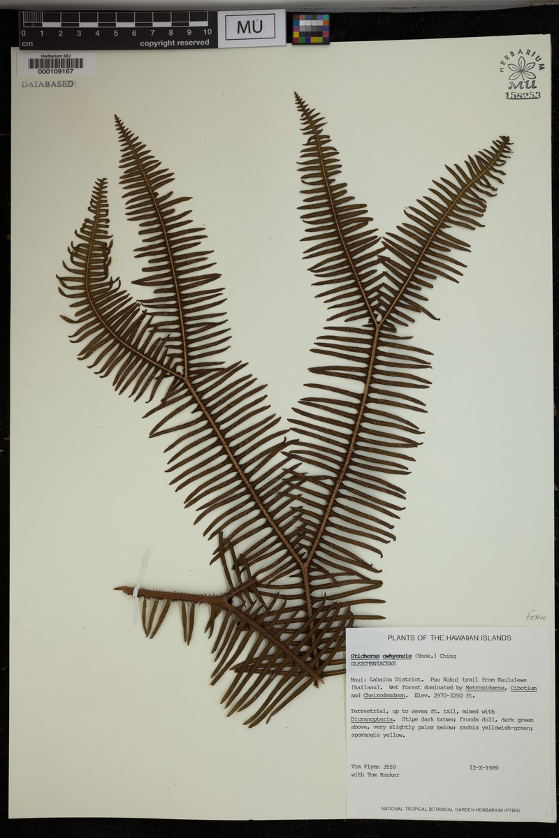 Hawai'I Umbrella Fern photo 2