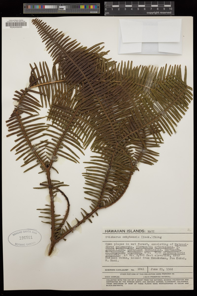 Hawai'I Umbrella Fern photo 4