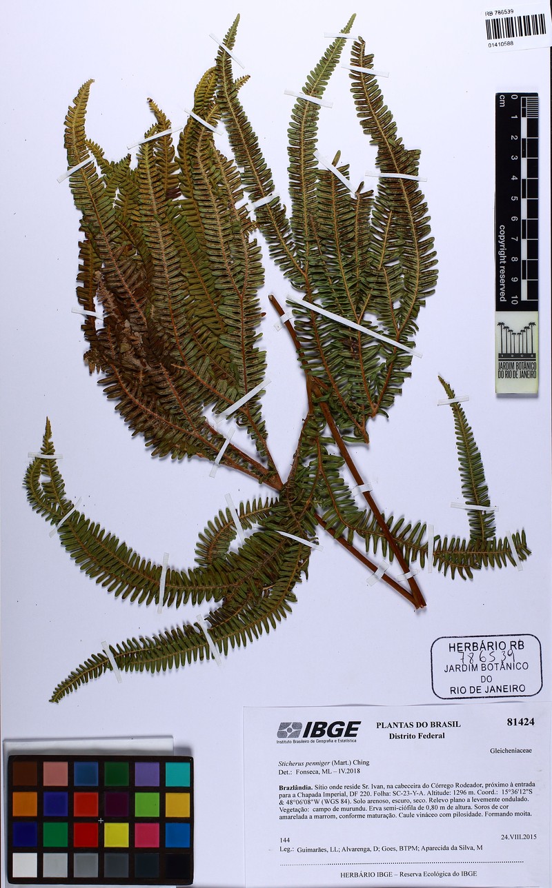 Sticherus penniger