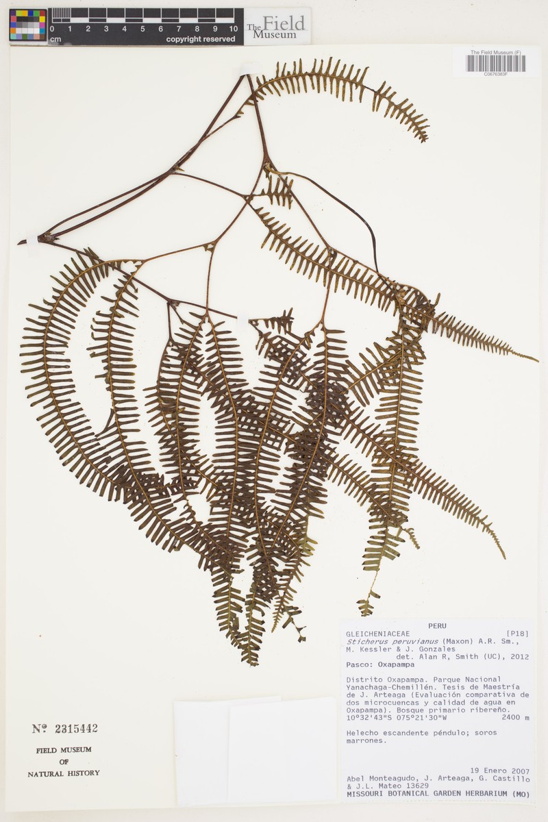 Sticherus peruvianus