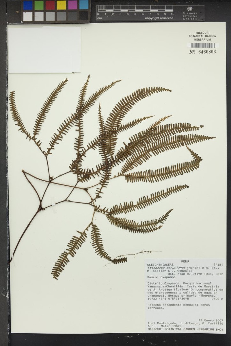 Sticherus peruvianus photo 2