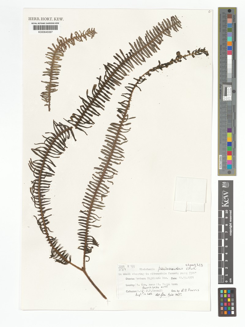 Sticherus pseudoscandens photo 3