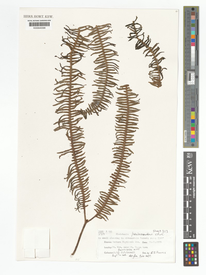 Sticherus pseudoscandens photo 4