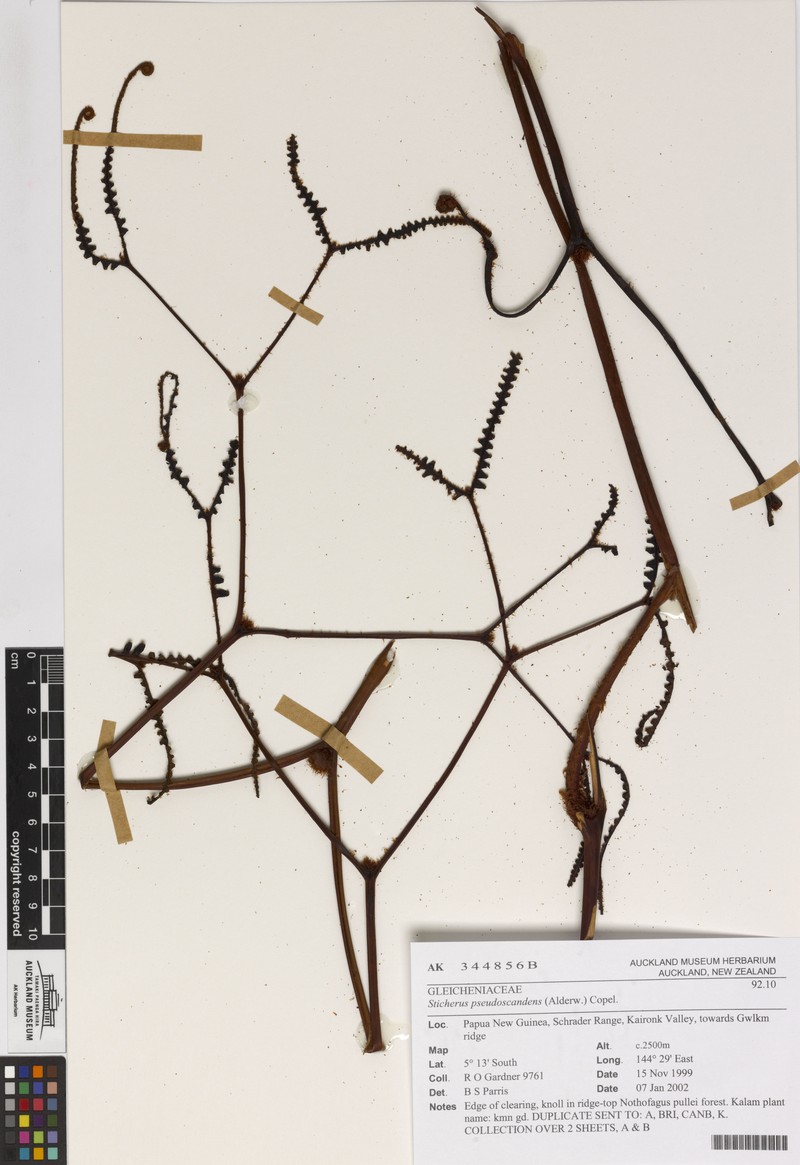 Sticherus pseudoscandens photo 6