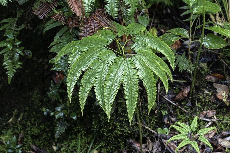 Sticherus pteridellus