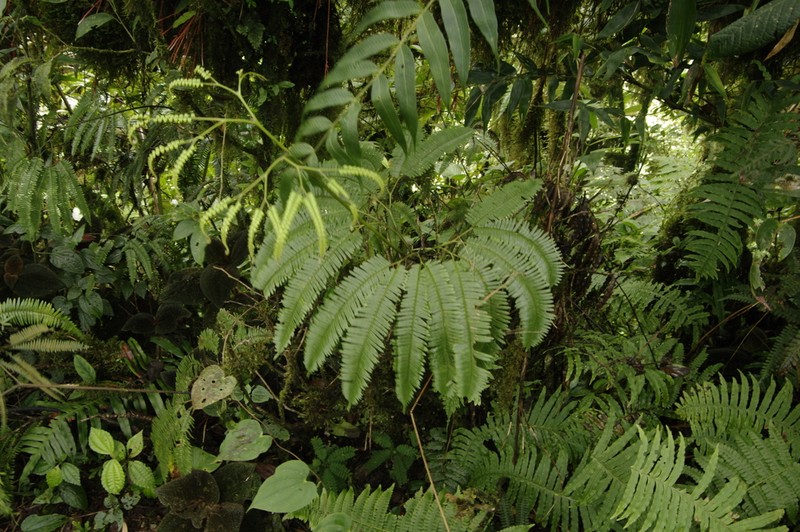 Sticherus pteridellus photo 2
