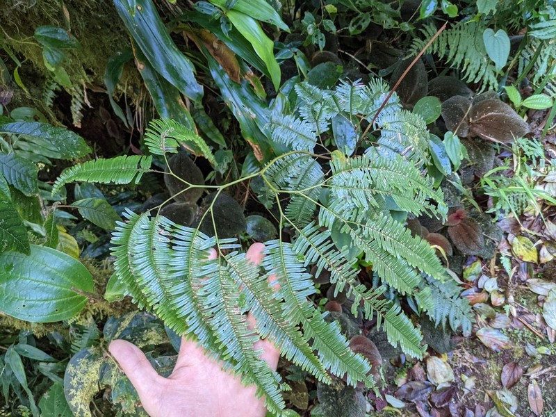 Sticherus pteridellus photo 3