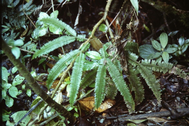 Sticherus pteridellus photo 4