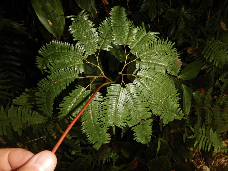 Sticherus pteridellus photo 5