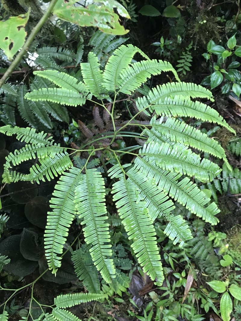 Sticherus pteridellus photo 6
