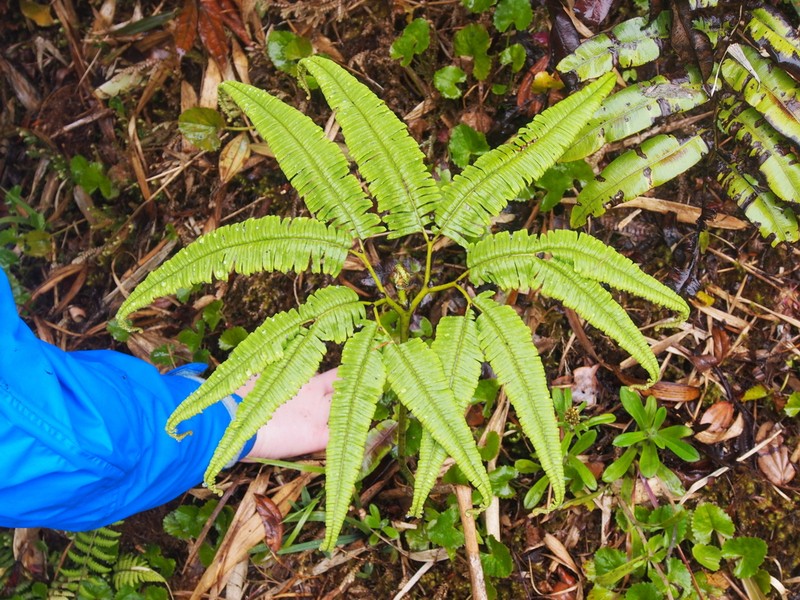 Sticherus pteridellus photo 7