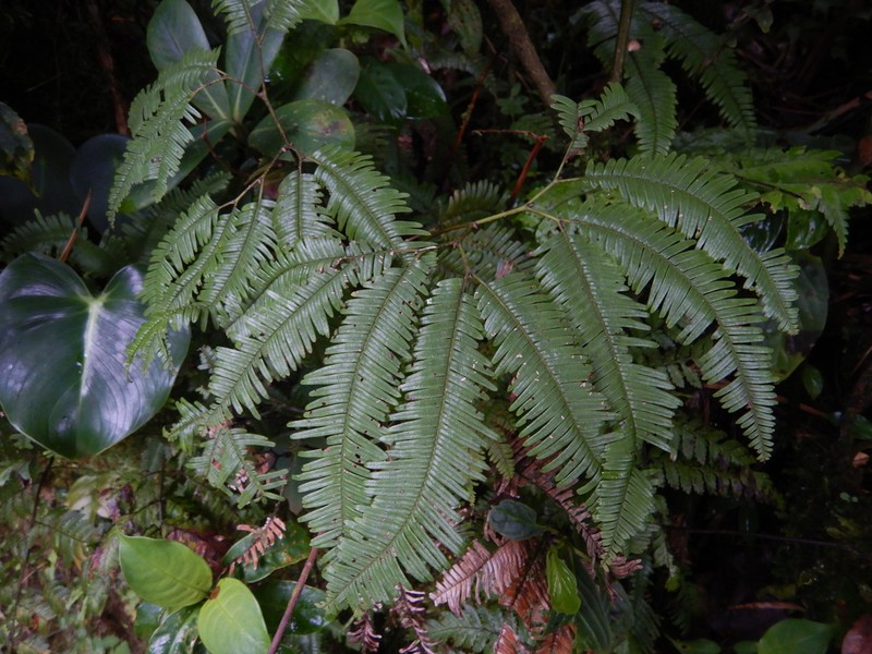Sticherus pteridellus photo 8