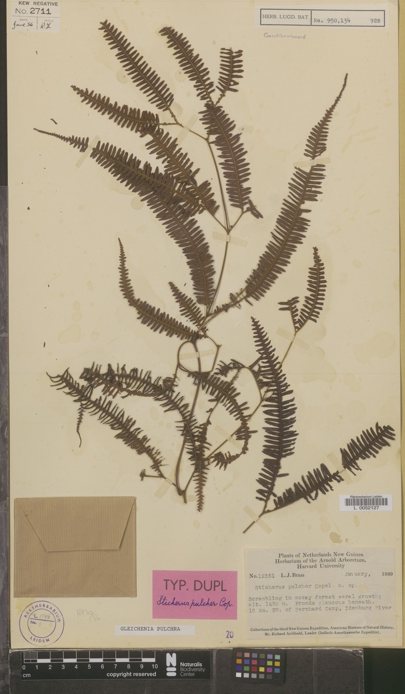 Sticherus pulcher photo 2