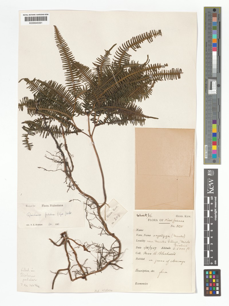 Sticherus pulcher photo 3