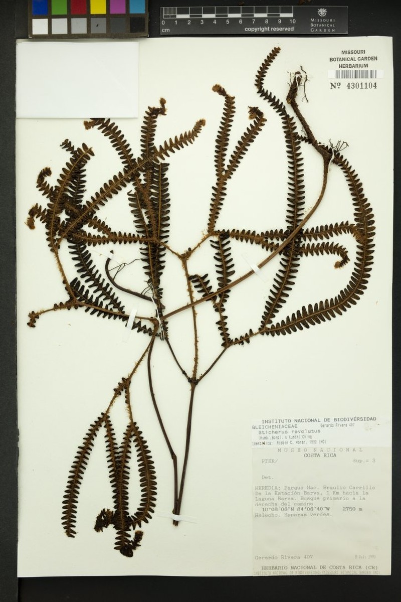 Sticherus reflexipinnulus