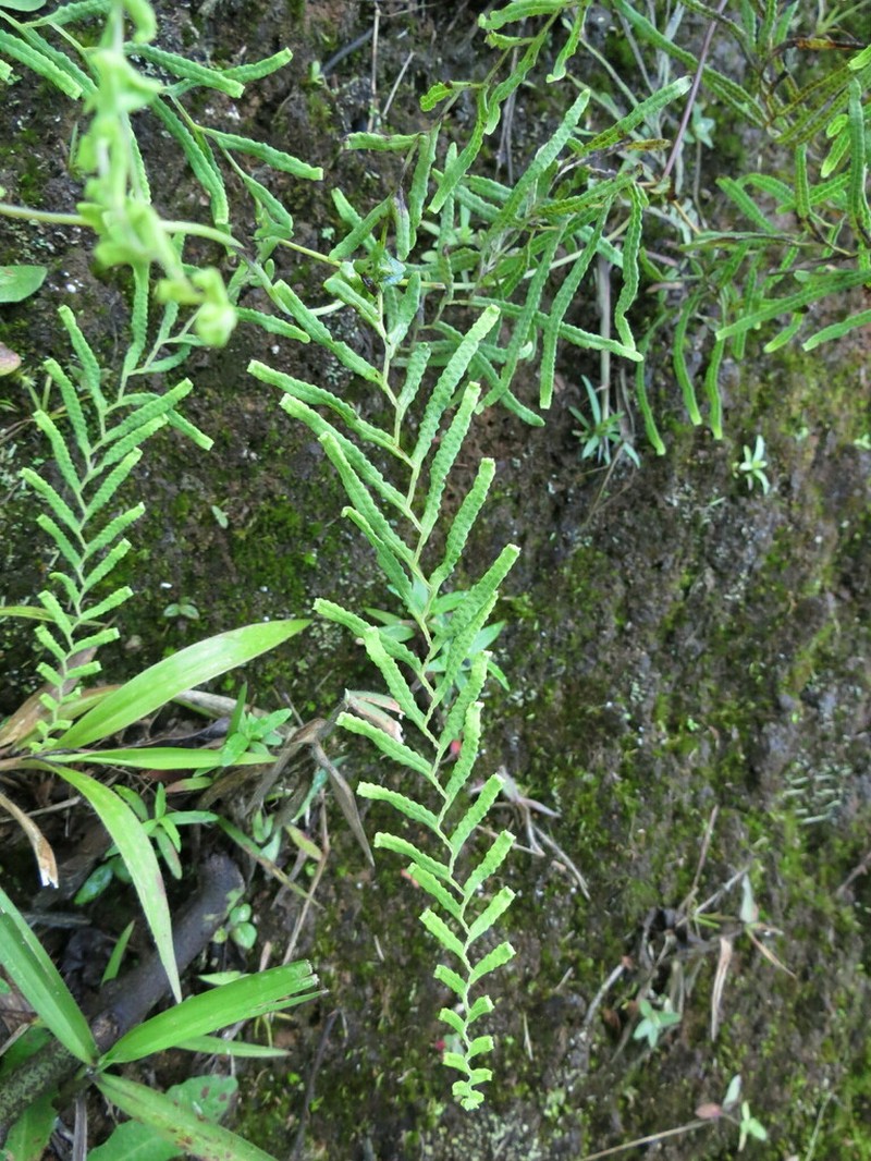 Sticherus retroflexus