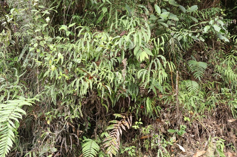 Tropical Forkedfern