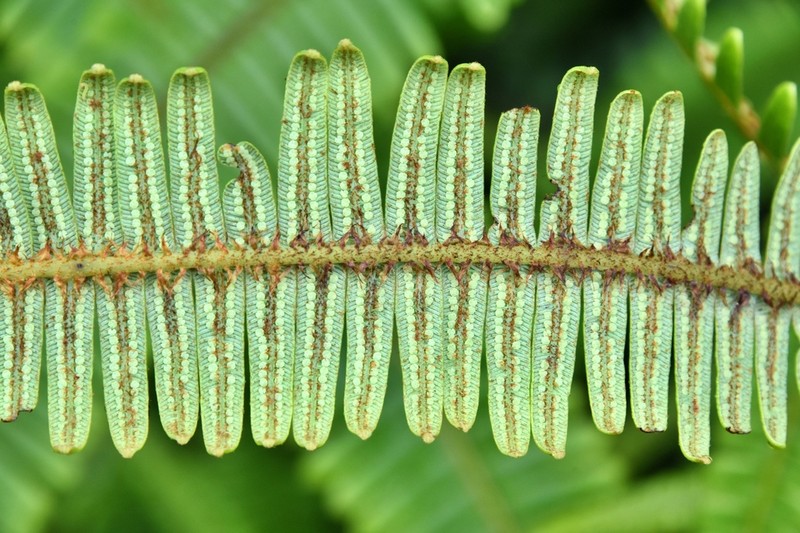 Tropical Forkedfern photo 2