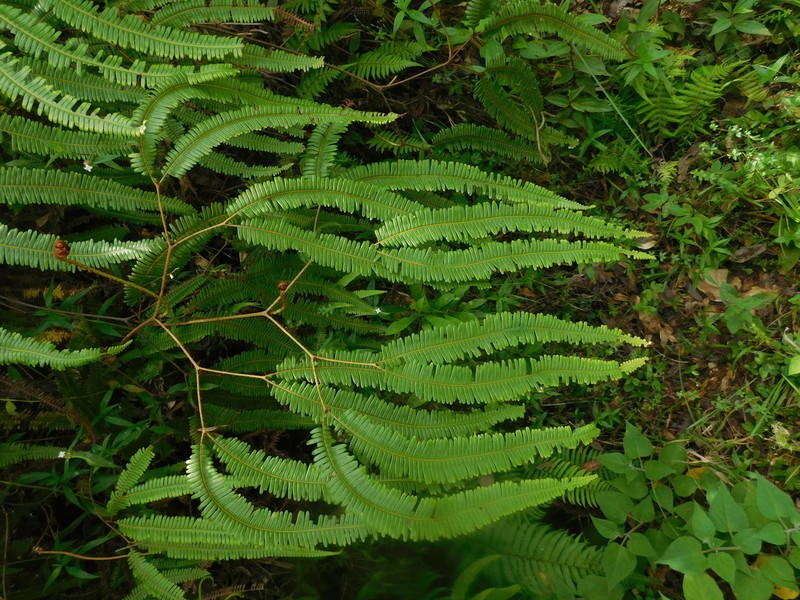 Tropical Forkedfern photo 3