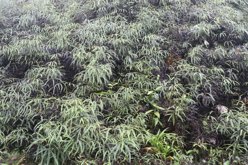 Tropical Forkedfern photo 4