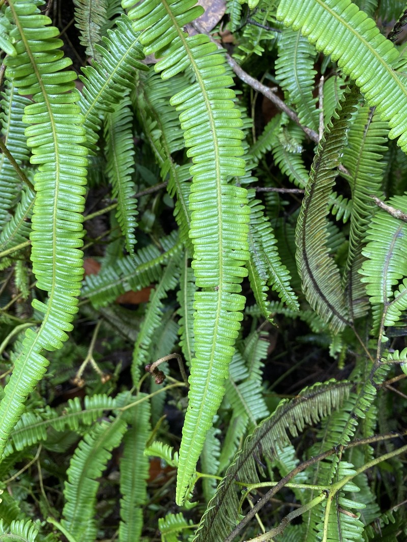 Tropical Forkedfern photo 6