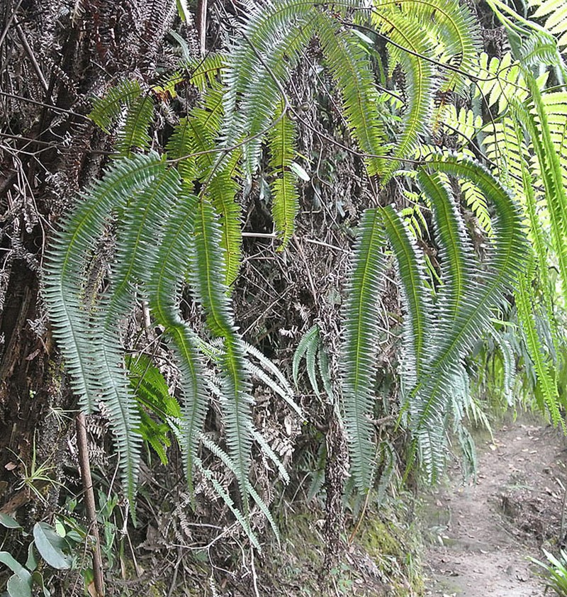 Tropical Forkedfern