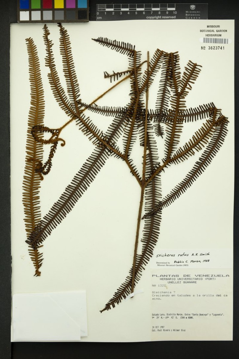 Sticherus rufus