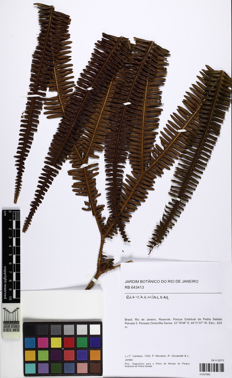 Sticherus squamosus