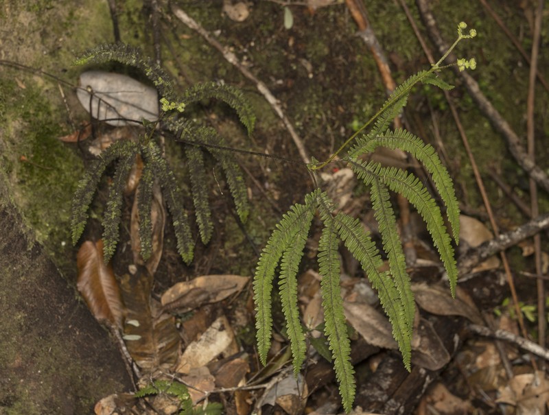 Sticherus squamulosus var. gunckelianus