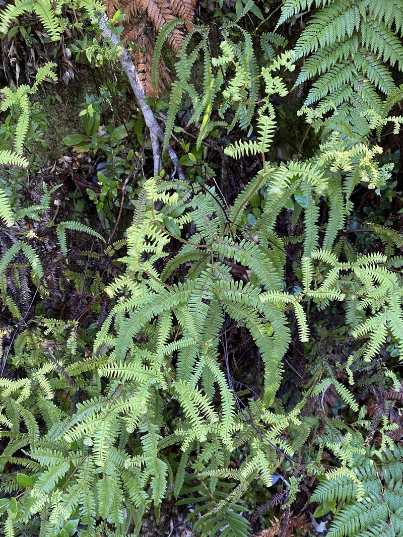 Sticherus squamulosus var. gunckelianus photo 2
