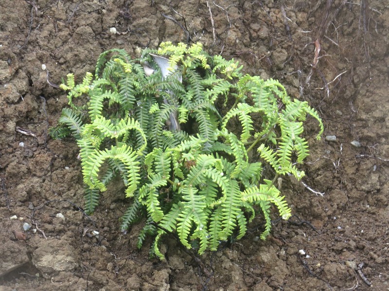 Sticherus squamulosus var. squamulosus