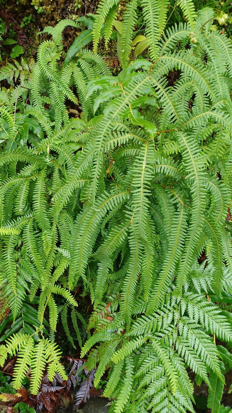 Sticherus squamulosus var. squamulosus photo 2