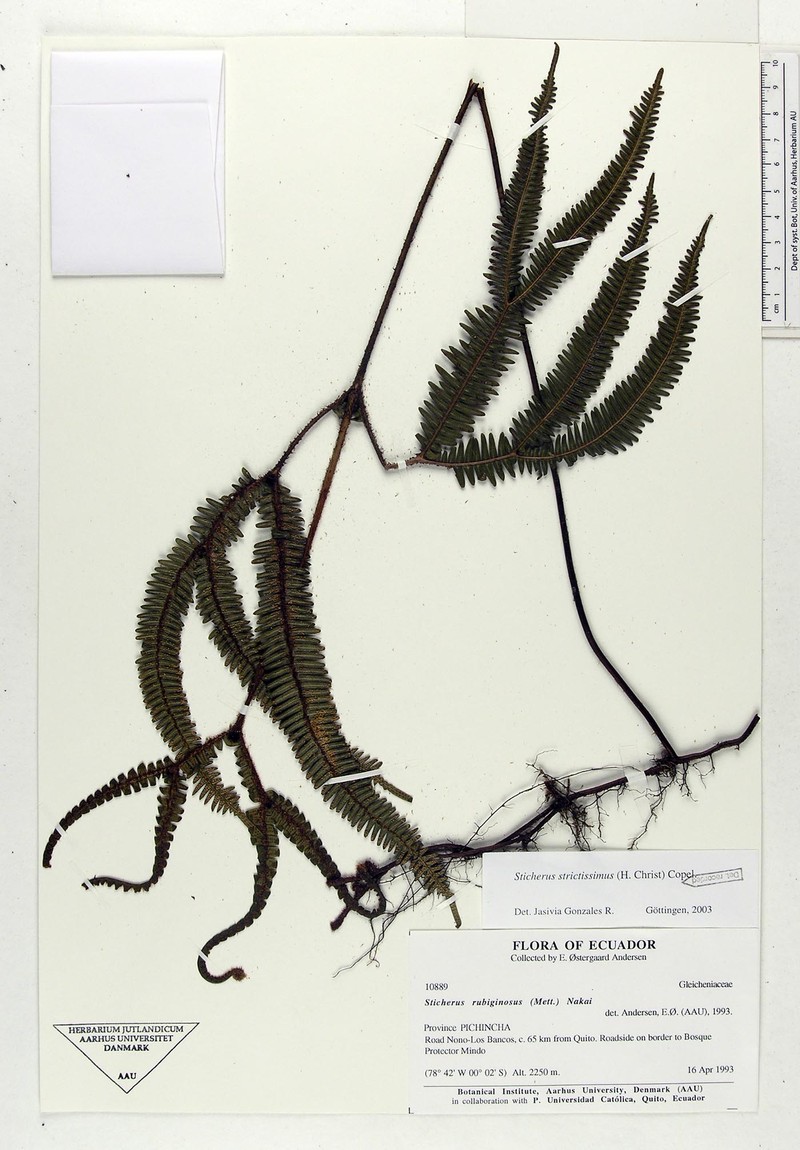 Sticherus strictissimus
