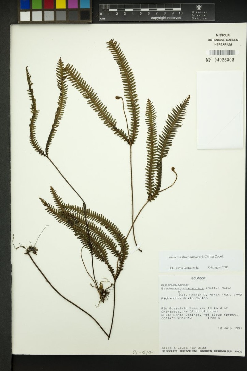 Sticherus strictissimus photo 2
