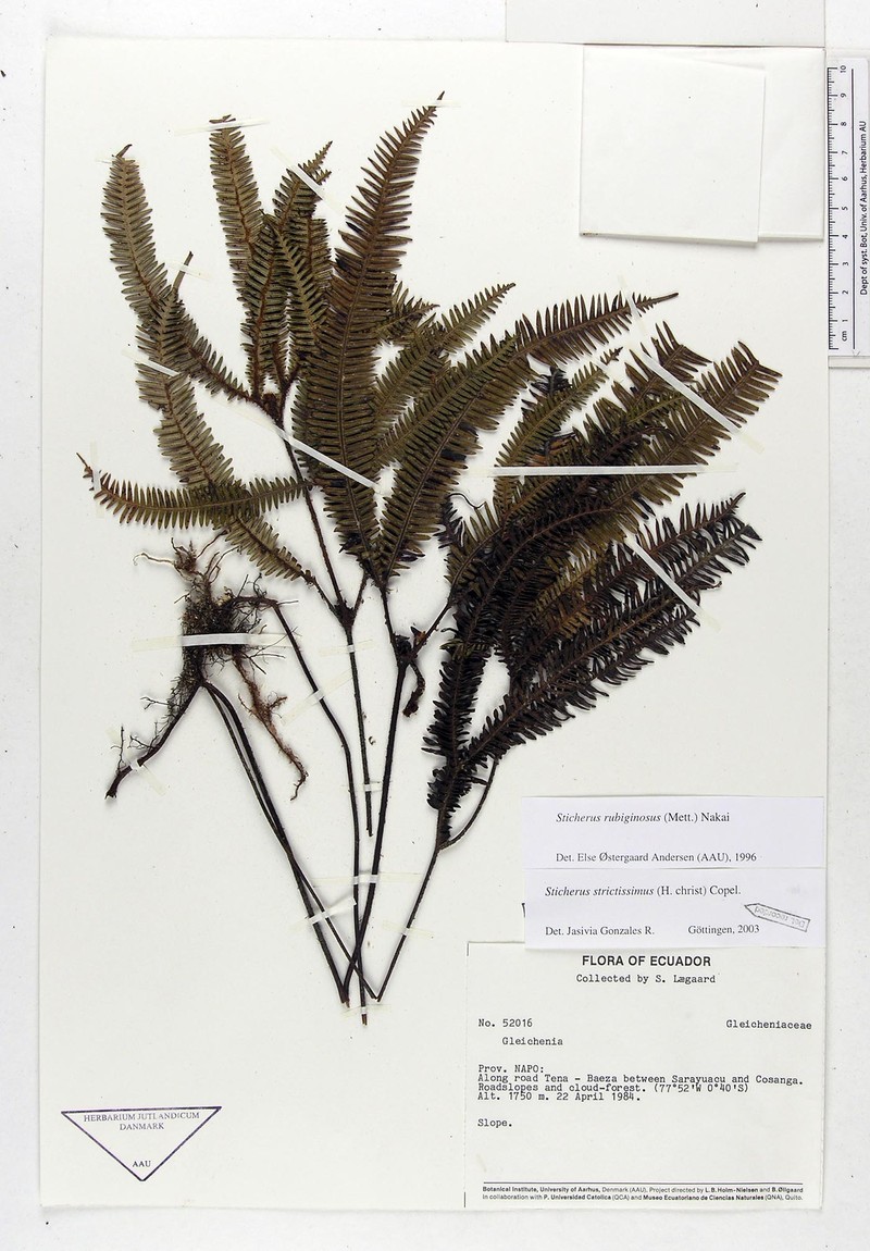 Sticherus strictissimus photo 3