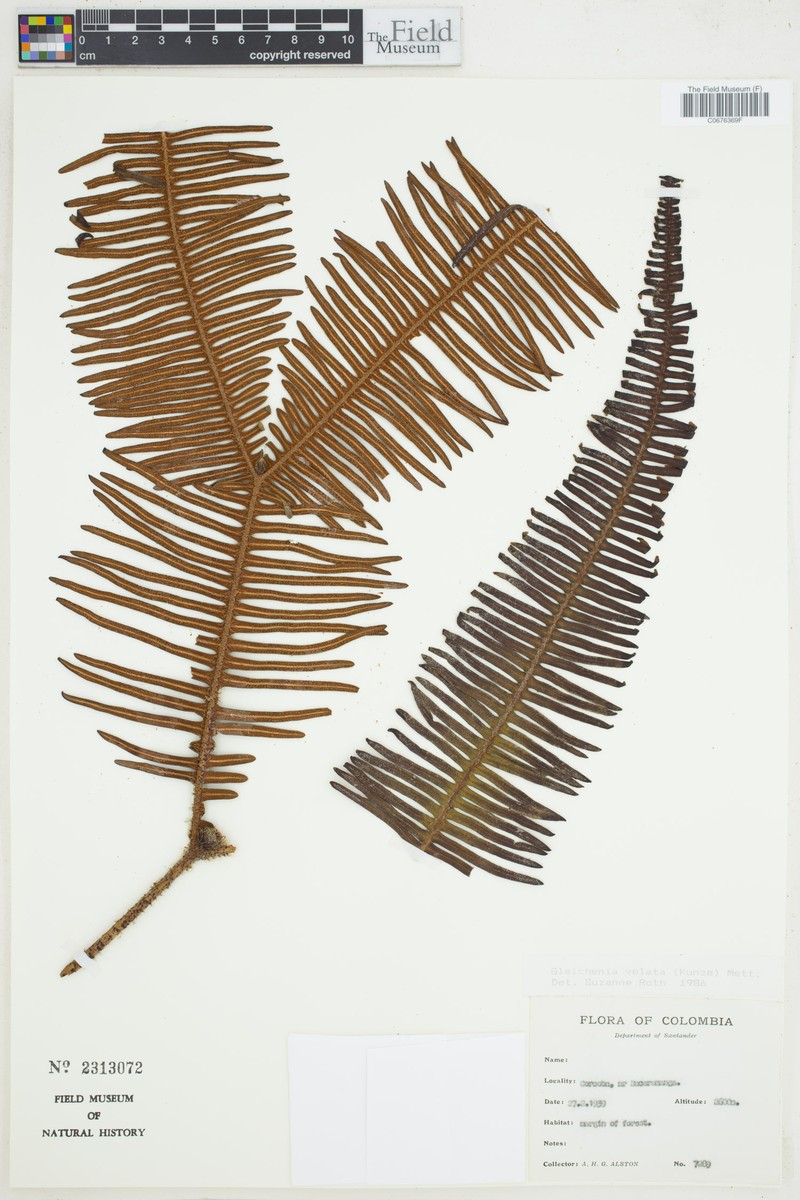 Sticherus velatus