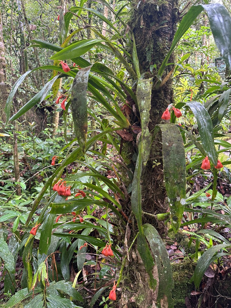 Stichorkis jiewhoei