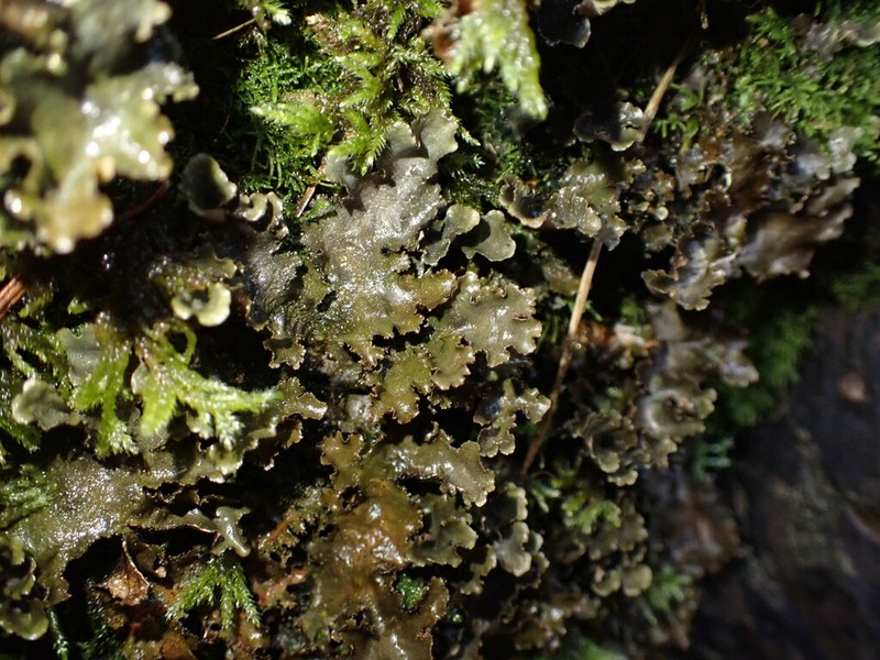Arctic Spotted Felt Lichen