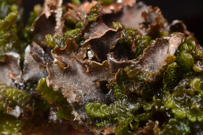 Arctic Spotted Felt Lichen photo 2
